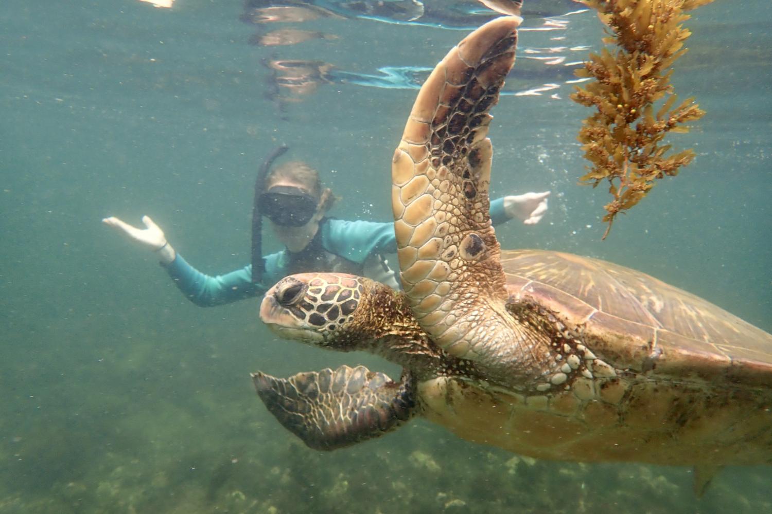 一名<a href='http://5qhk.lcxjj.net'>bv伟德ios下载</a>学生在Galápagos群岛游学途中与一只巨龟游泳.